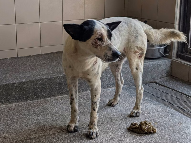 Patched adult male mixed-breed dog, Large, shelter no. …3003