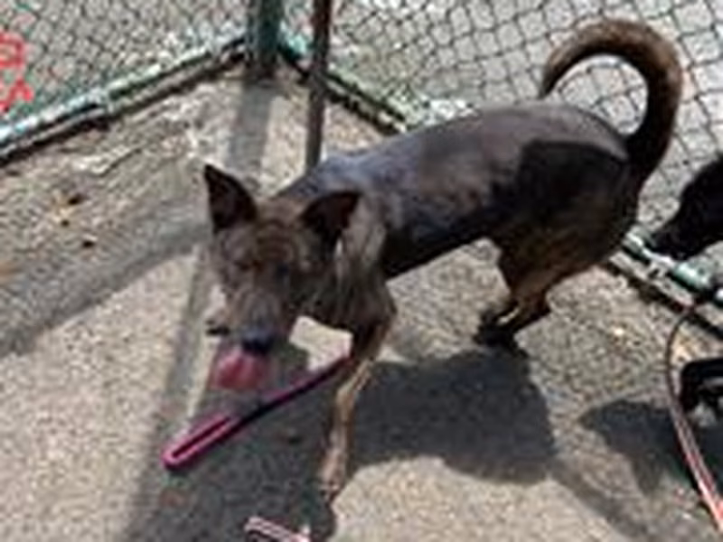 Tabby young male mixed-breed dog, Small, shelter no. …1201