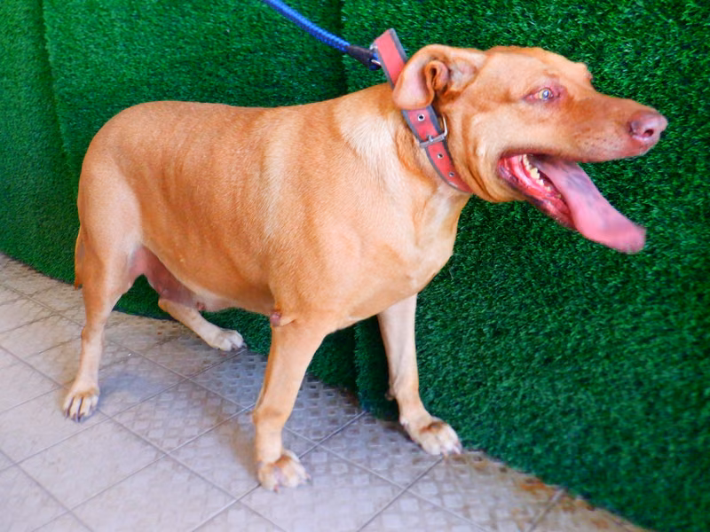 Tan adult female Formosan Mountain Dog, Large, shelter no. …0782