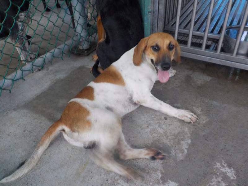 Tan-and-white adult male mixed-breed dog, Medium, shelter no. …9205