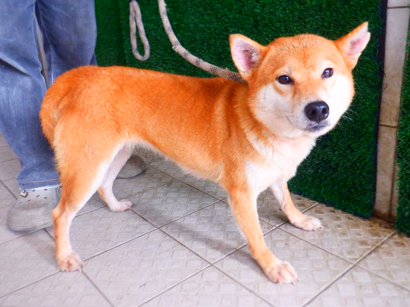 Tan adult female Shiba Inu, Medium, shelter no. …8735