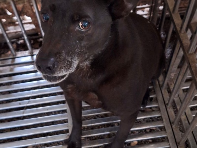 Black adult female mixed-breed dog, Large, shelter no. …042D