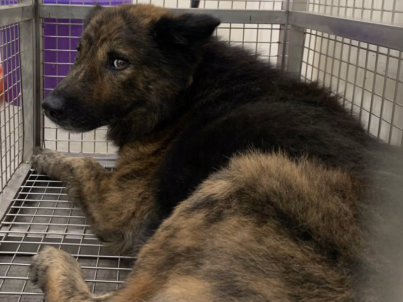 Brown-and-black adult male mixed-breed dog, Medium, shelter no. …0507