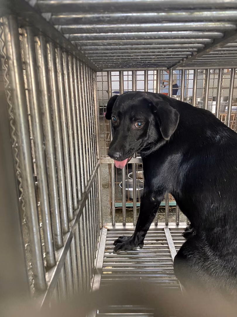 Black adult female mixed-breed dog, Medium, shelter no. …4-09