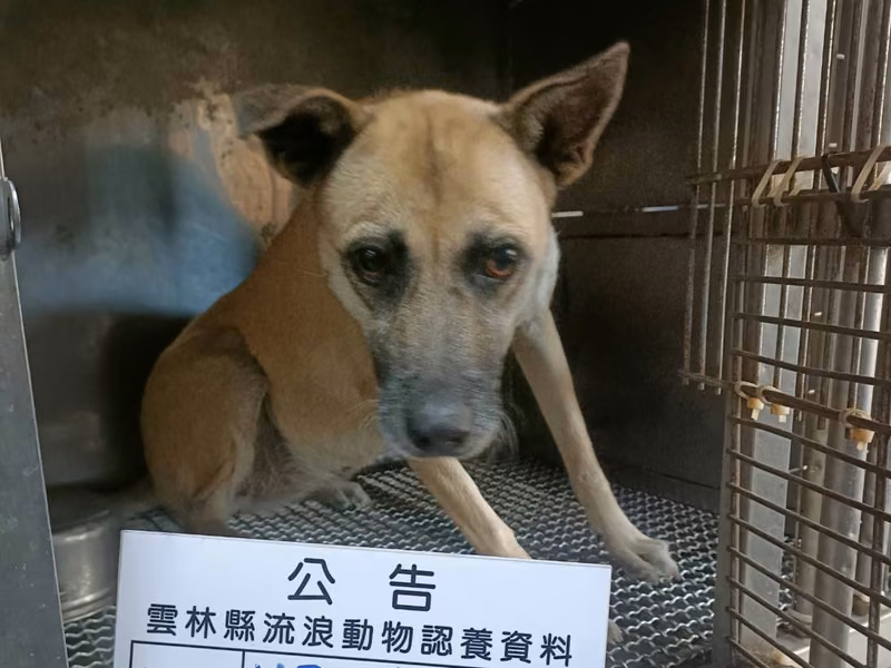 Tan adult female mixed-breed dog, Large, shelter no. …035D