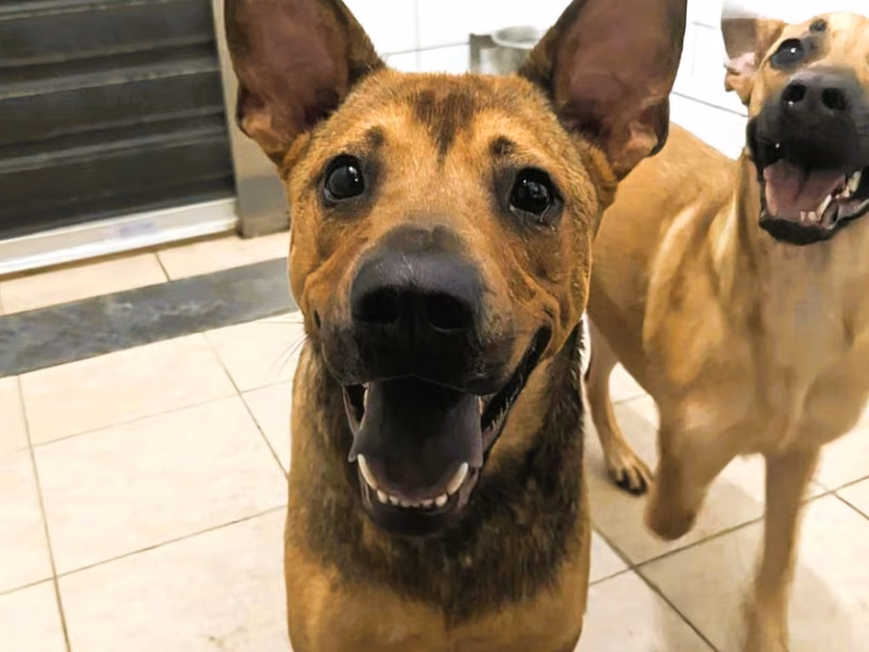 Adult male mixed-breed dog, Medium, shelter no. …9003