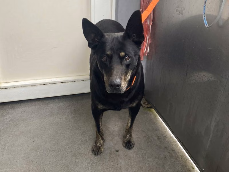 Black adult male mixed-breed dog, Medium, shelter no. …7002