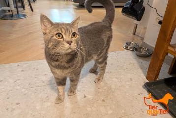 Gray male British Shorthair, shelter no. …4366