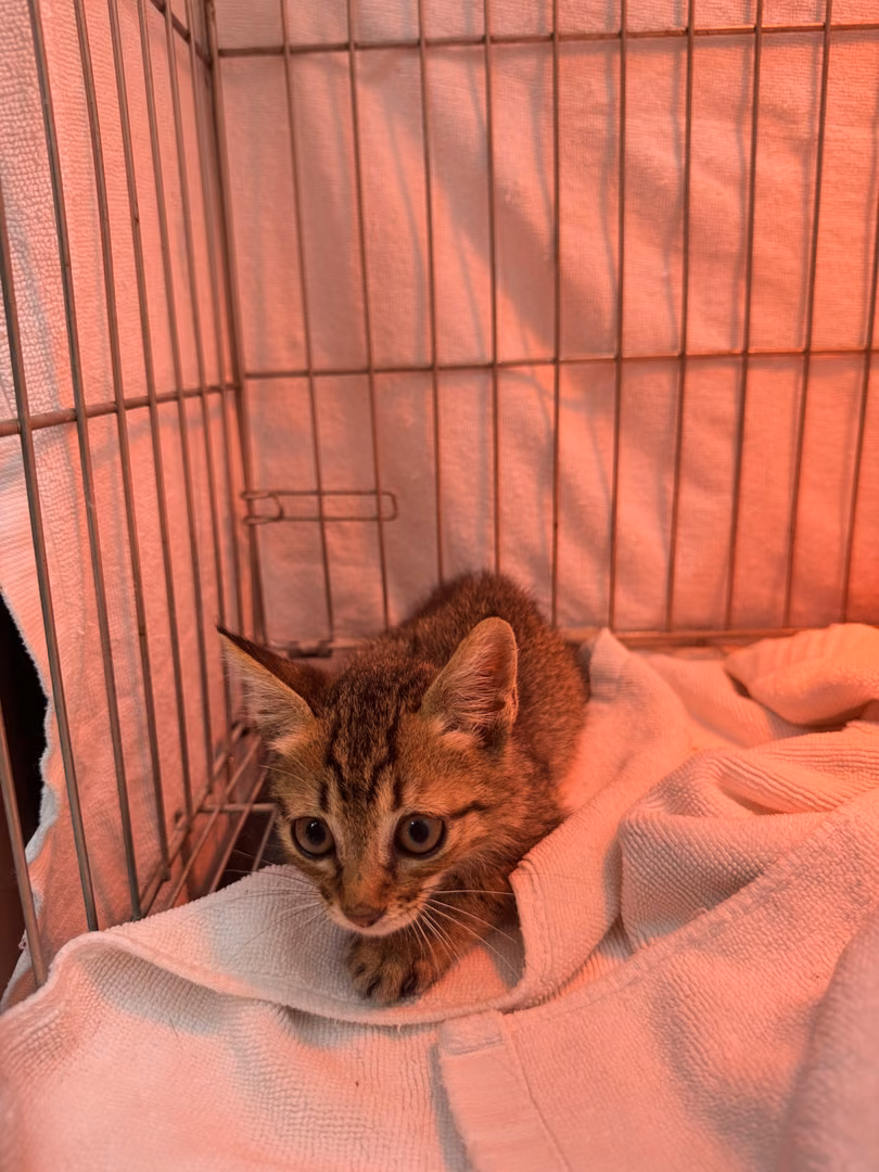 Tabby young male mixed-breed cat, Small, shelter no. …6001