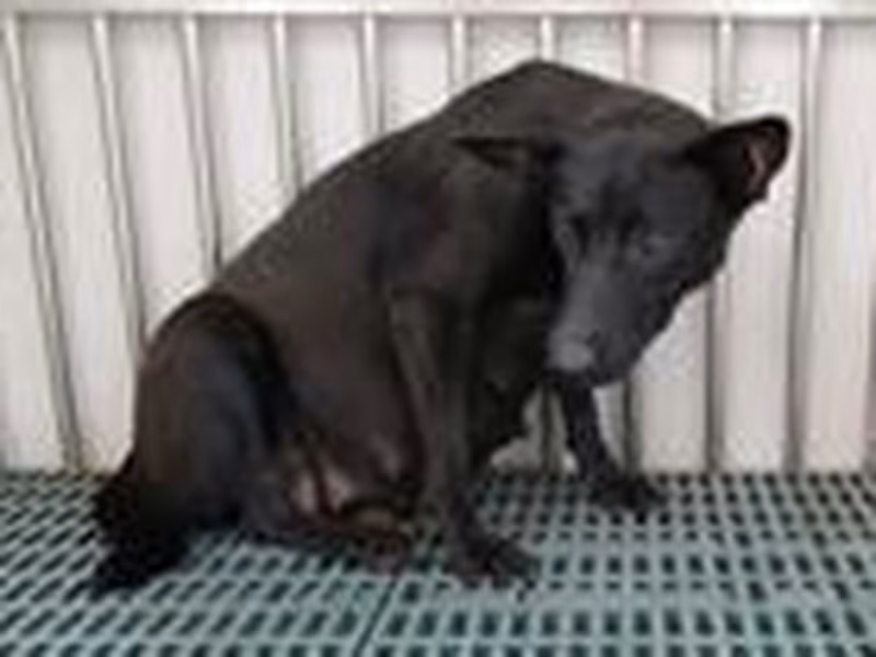 Black adult female mixed-breed dog, Medium, shelter no. …2291