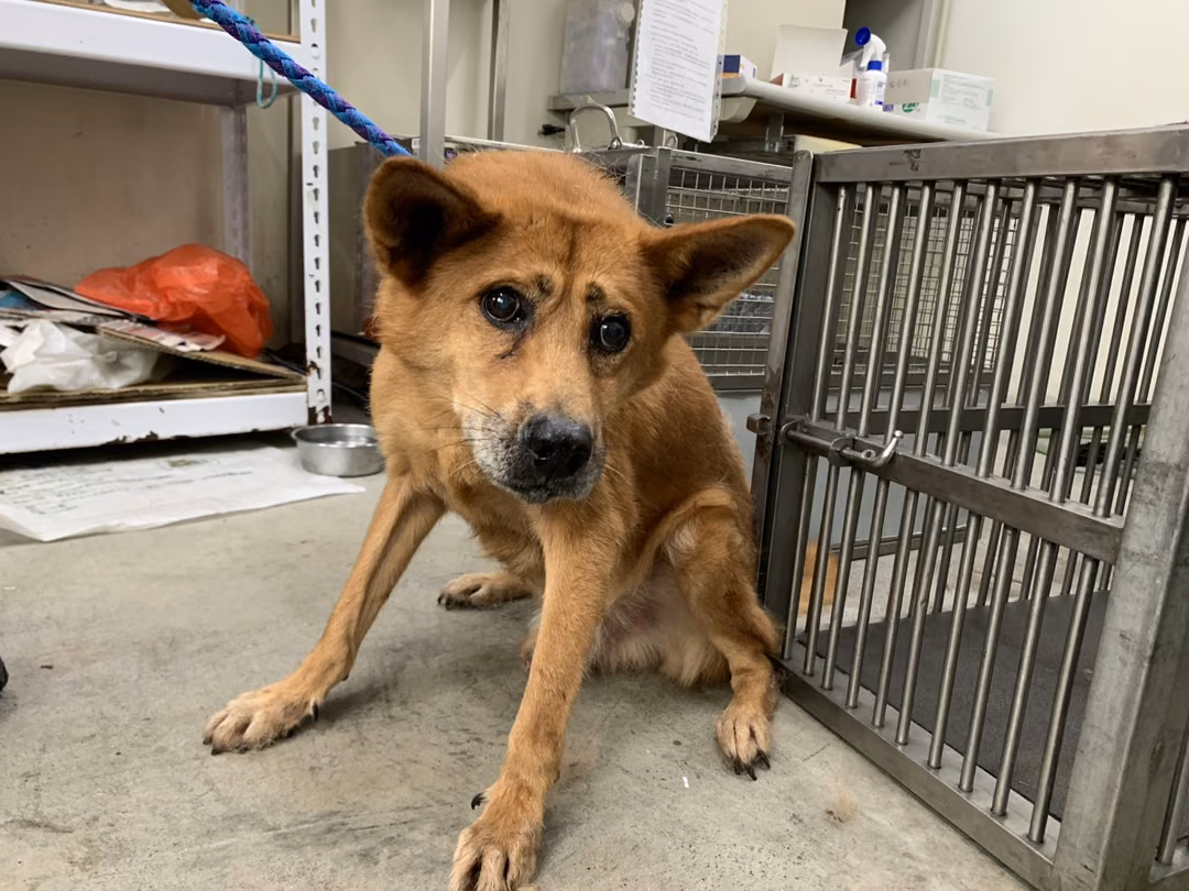 Tan adult male mixed-breed dog, Medium, shelter no. …1817