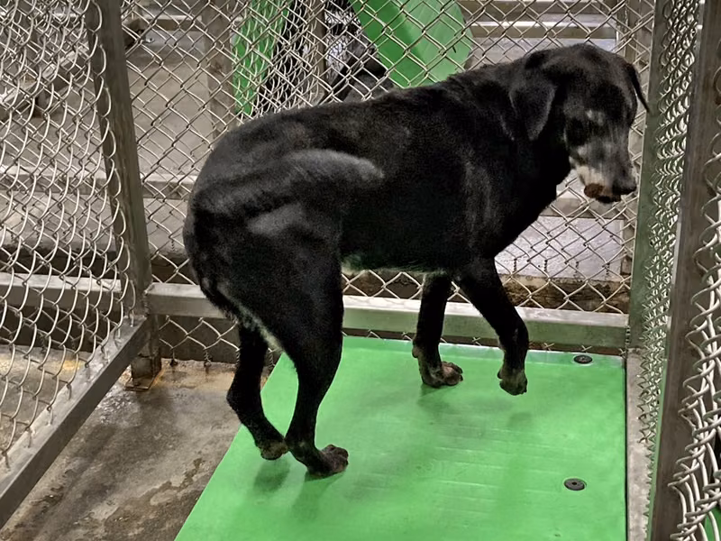 Black adult female mixed-breed dog, Large, shelter no. …5004