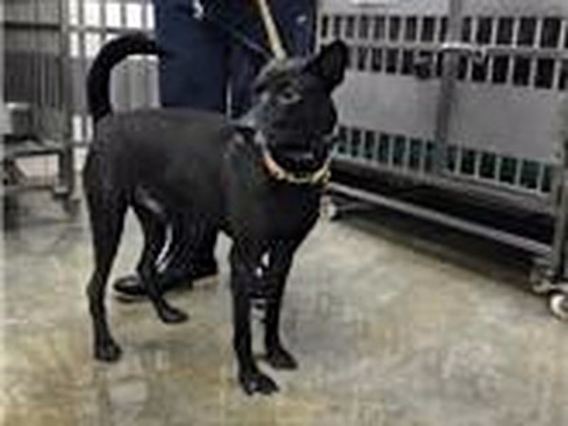 Black adult male mixed-breed dog, Medium, shelter no. …8004