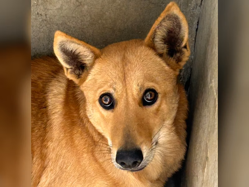 Chienne croisée femelle adulte (fauve), Grand, refuge n° …9007