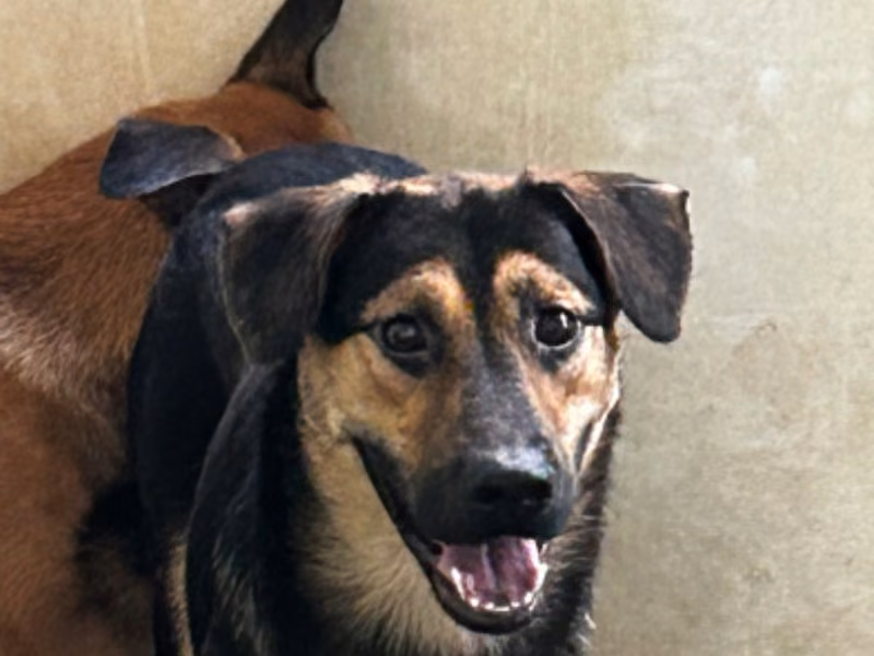 Black-and-tan young male mixed-breed dog, Medium, shelter no. …3011