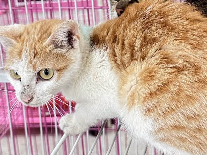 Orange-and-white adult female mixed-breed cat, Large, shelter no. …9007