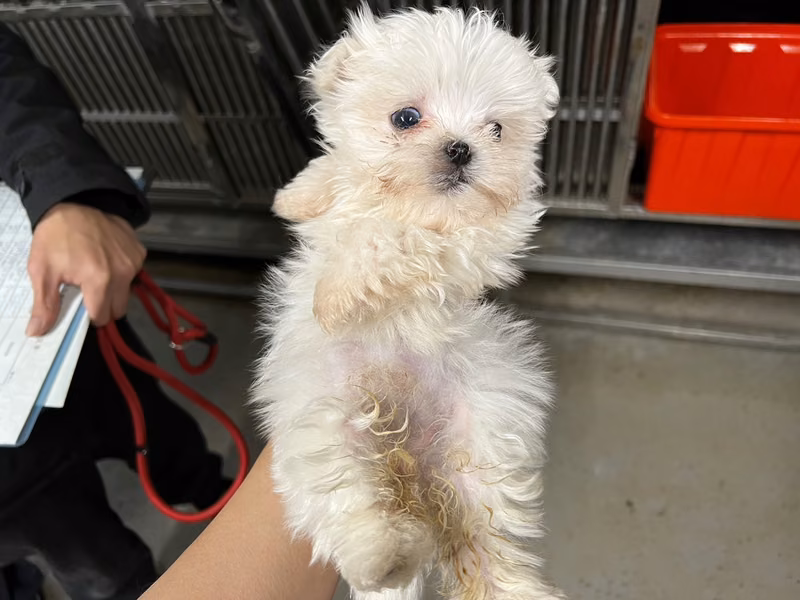 White young female Maltese, Small, shelter no. …3038