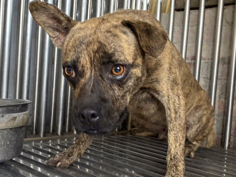 Tabby adult male mixed-breed dog, Medium, shelter no. …7003