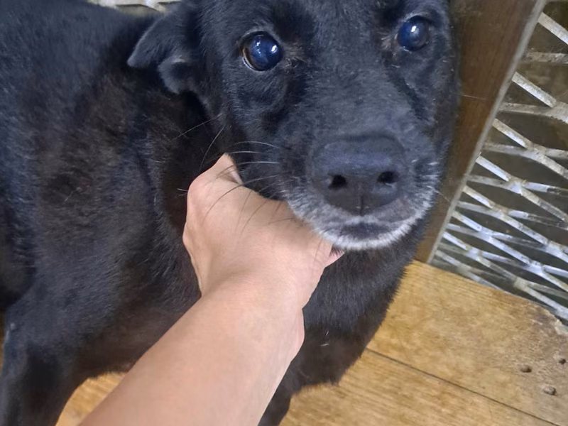 Tan adult female mixed-breed dog, Medium, shelter no. …0011