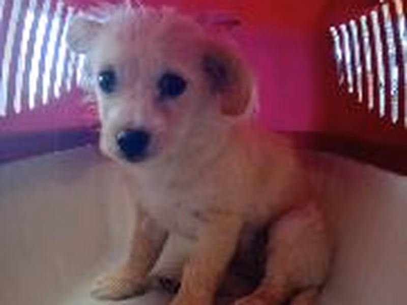 Young female mixed-breed dog, shelter no. …4260
