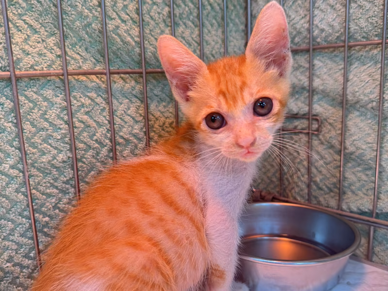 Orange-and-white young male mixed-breed cat, Small, shelter no. …7010