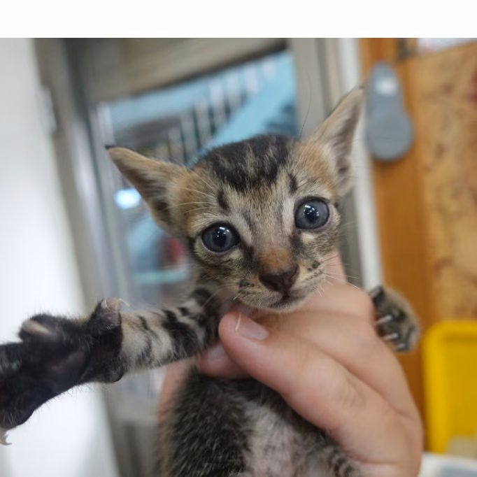 Tabby young female mixed-breed cat, Small, shelter no. …4-08