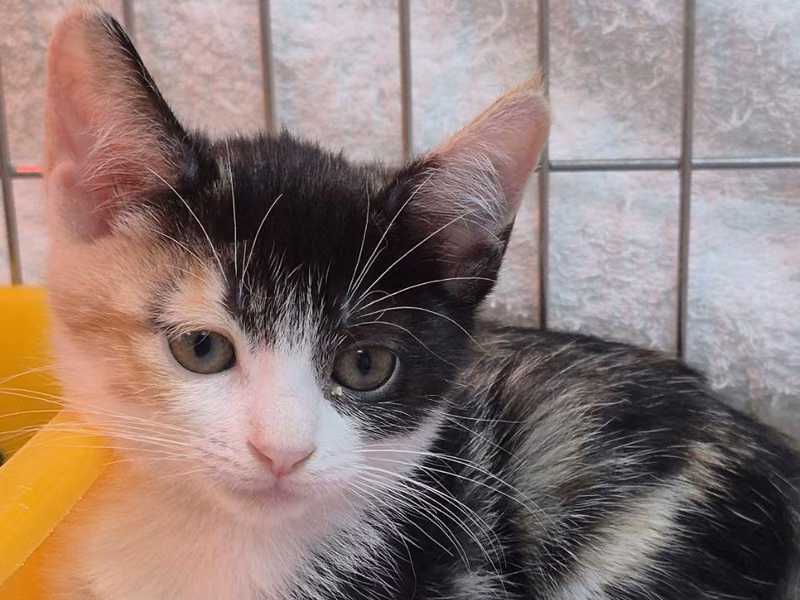 Calico young female mixed-breed cat, Small, shelter no. …4007