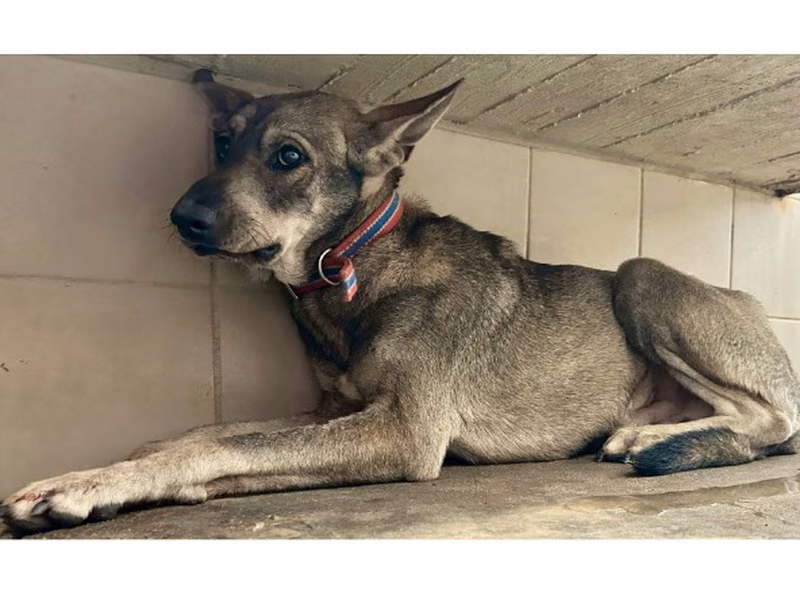 Brown-and-gray adult male mixed-breed dog, Medium, shelter no. …3008