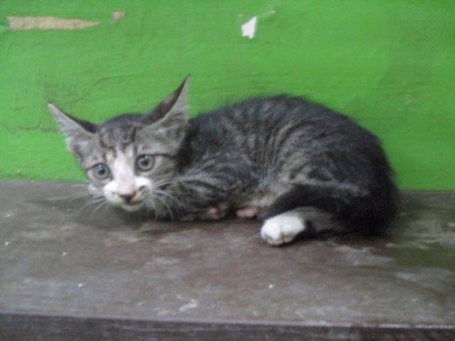 Tabby young female mixed-breed cat, Small, shelter no. …25C1
