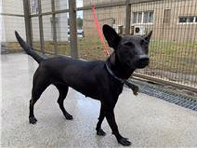 Black adult female mixed-breed dog, Medium, shelter no. …9001