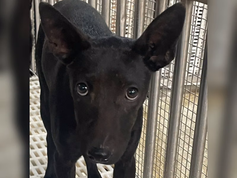 黑色成年公混种犬，中型, 收容编号 …5014