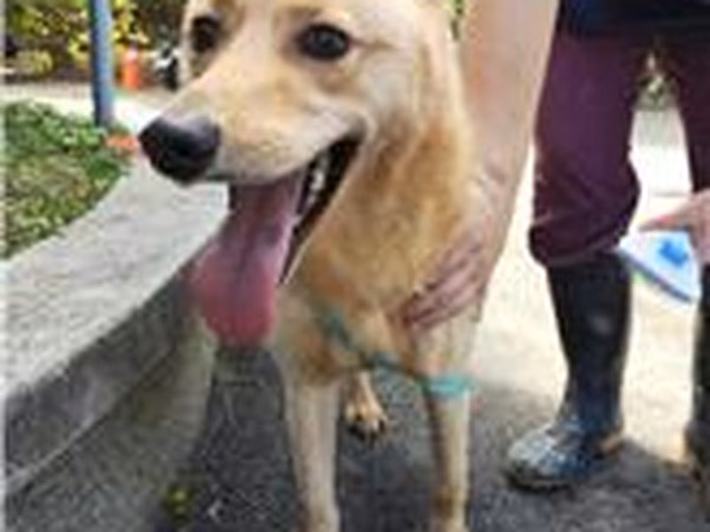 Cream adult female mixed-breed dog, Medium, shelter no. …1001