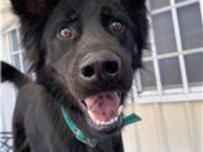 Black-and-tan adult male mixed-breed dog, Medium, shelter no. …9004