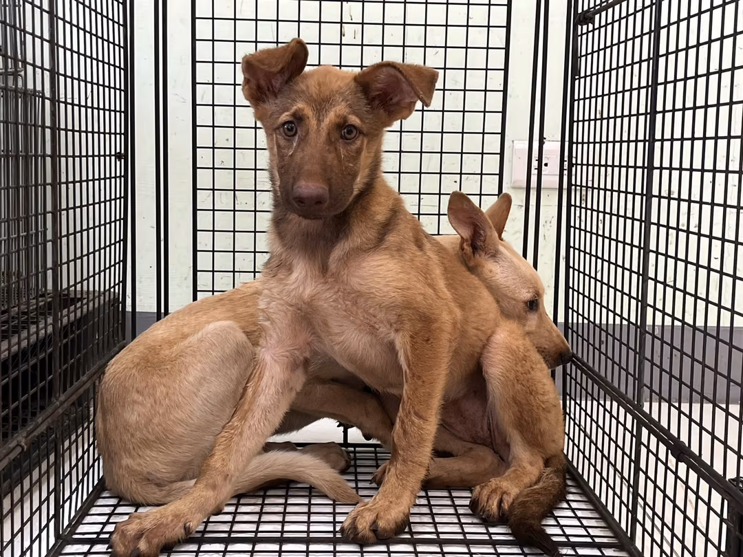 Brown young female mixed-breed dog, Medium, shelter no. …4D02
