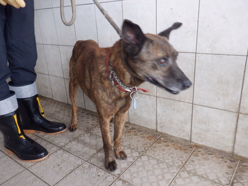 Tabby adult male mixed-breed dog, Medium, shelter no. …1672