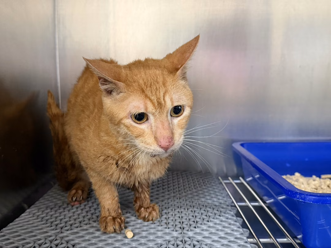 Orange tabby adult male mixed-breed cat, Medium, shelter no. …2003