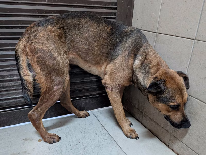 Tan adult male mixed-breed dog, Large, shelter no. …2320
