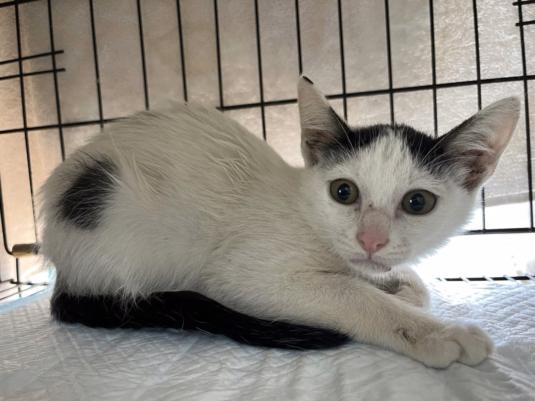 Black-and-white young male mixed-breed cat, Small, shelter no. …2305