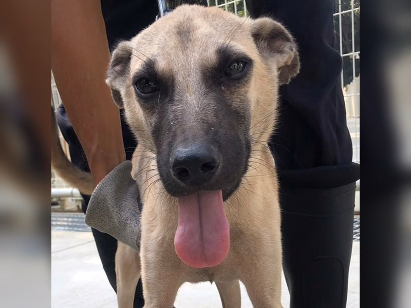 Black-and-tan young male mixed-breed dog, Medium, shelter no. …4-01