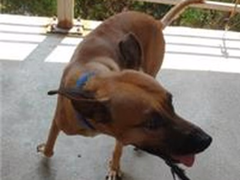 Tan adult male mixed-breed dog, Medium, shelter no. …8002