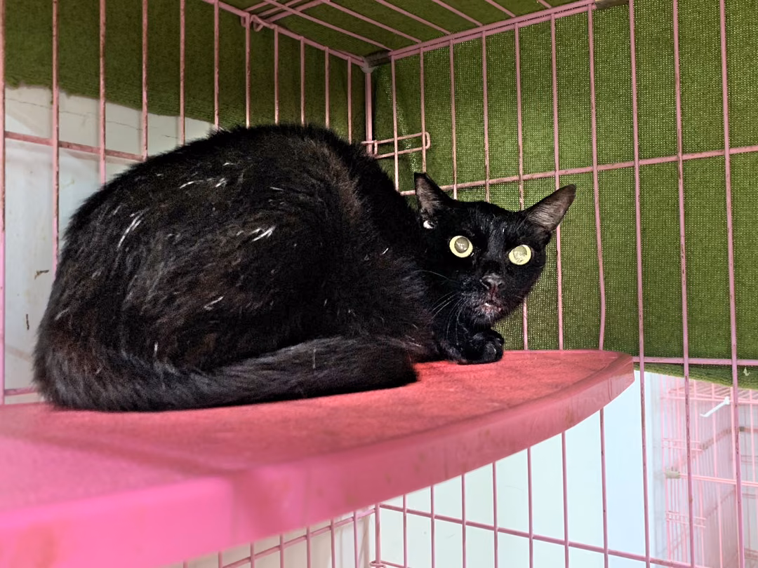 Black adult female mixed-breed cat, Medium, shelter no. …3104