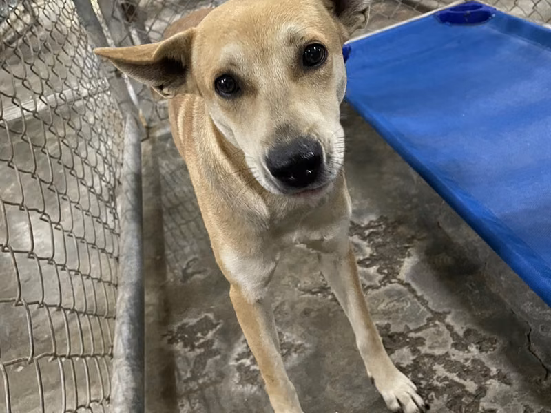 Tan adult female mixed-breed dog, Medium, shelter no. …8002