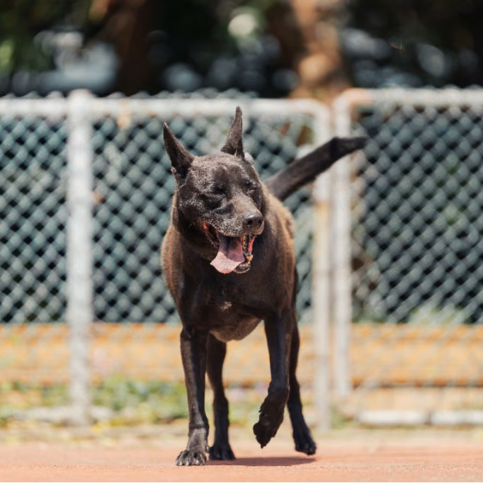Black adult male mixed-breed dog, Medium, shelter no. …2803