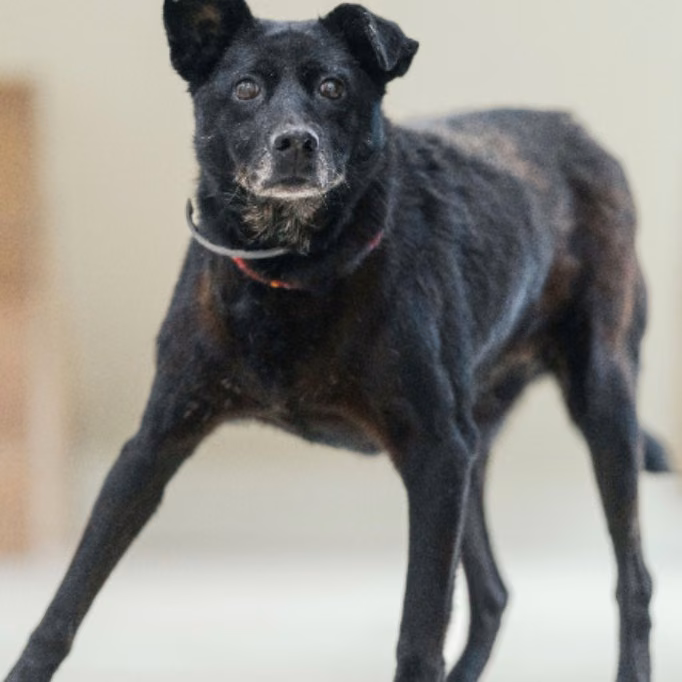 Black adult female mixed-breed dog, Medium, shelter no. …8003