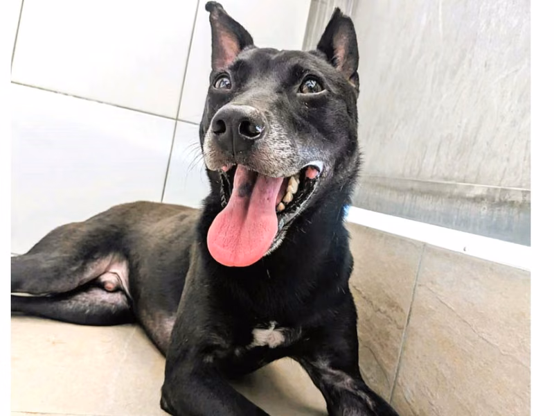 Black adult male mixed-breed dog, Medium, shelter no. …0002
