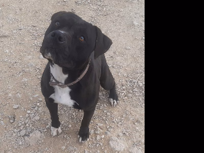 Shark, Adulto · Macho · american staffordshire terrier