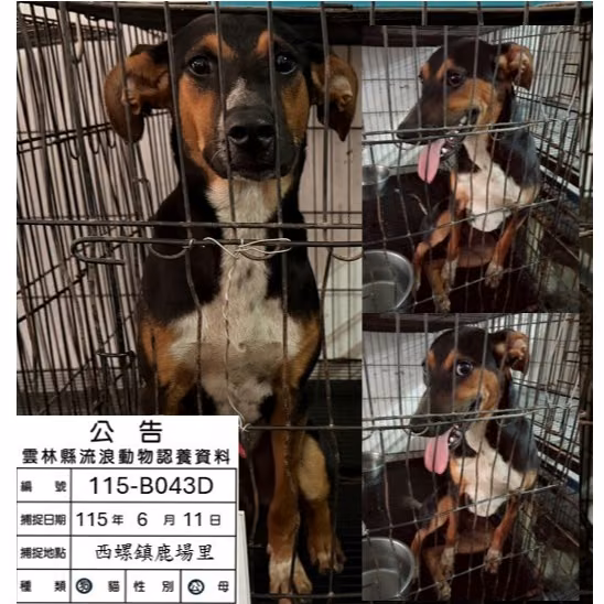 Black-and-brown adult male mixed-breed dog, Medium, shelter no. …043D