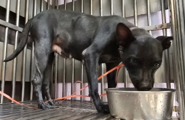 Black adult female mixed-breed dog, Medium, shelter no. …8002