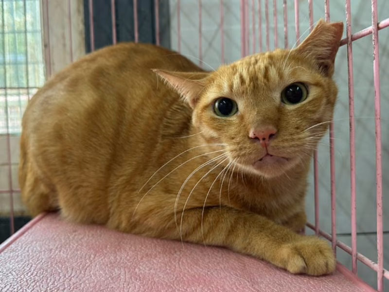 Orange tabby adult male mixed-breed cat, Medium, shelter no. …1106