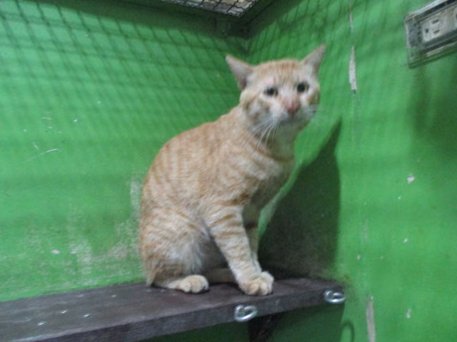 Tabby adult male mixed-breed cat, Large, shelter no. …C1-4